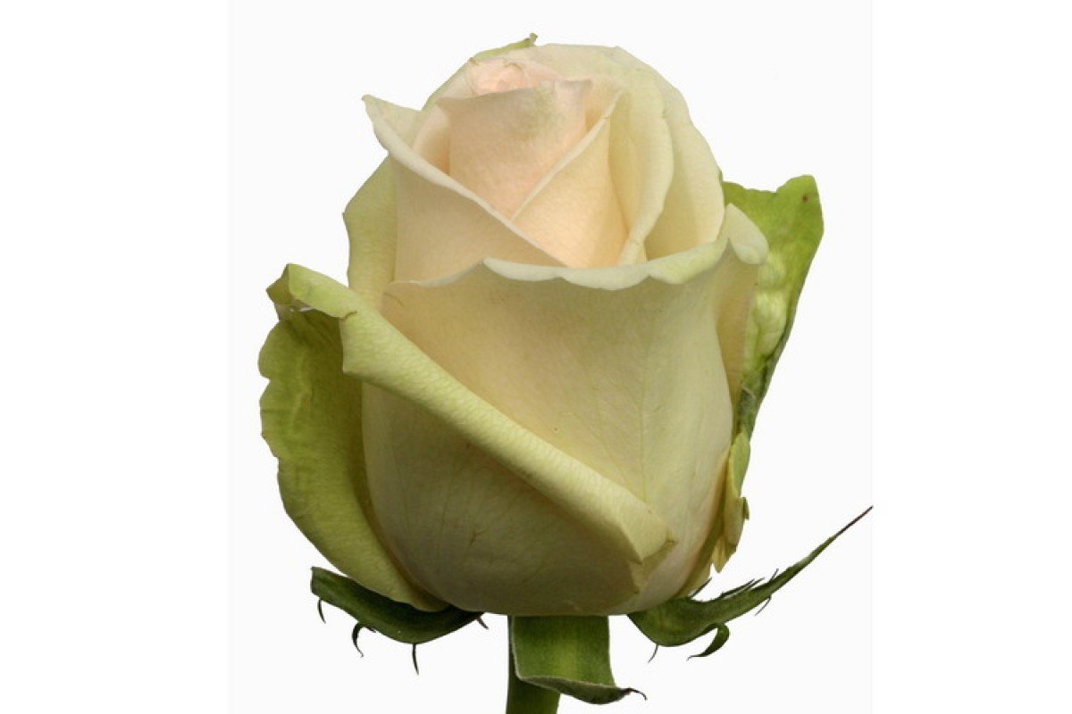 Сорт розы ла Перла. Саженцы розы екатеринбург