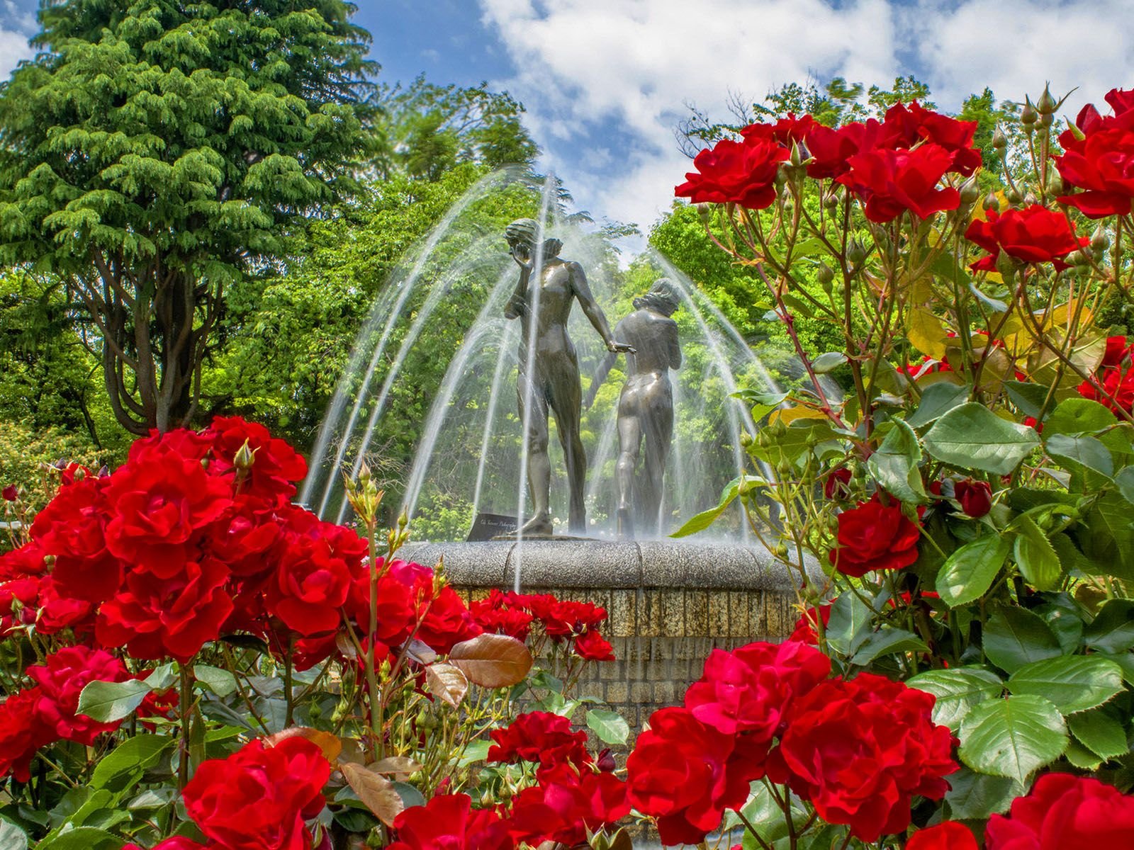 Голубой сад роз. Парк Чаир розарий. Аллея роз Дрезден. Розарий сад Москва парк с розами.