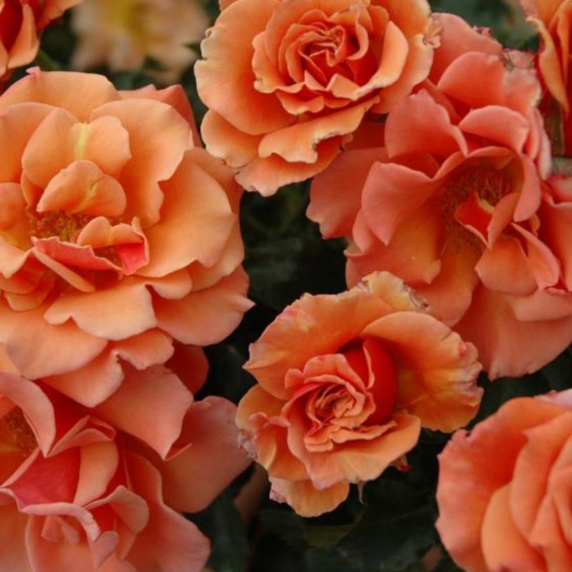 Восхитительная форма. Флорибунда Энн Хендерсон /Ann Henderson. Розы эн хандкрсон. Сорт розы Энн Хендерсон.