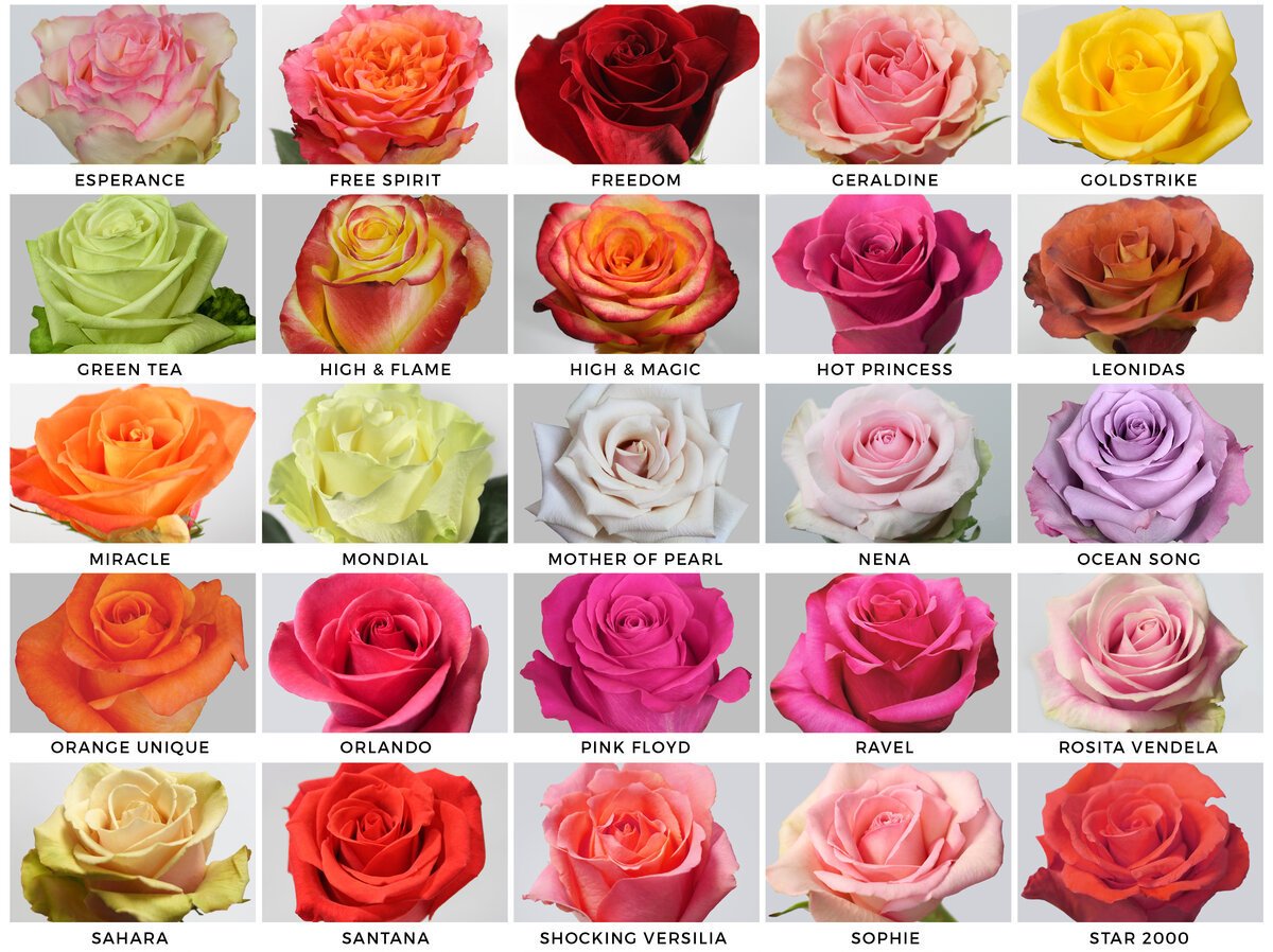 Какие есть розы по цвету. Сорта роз Эквадор.