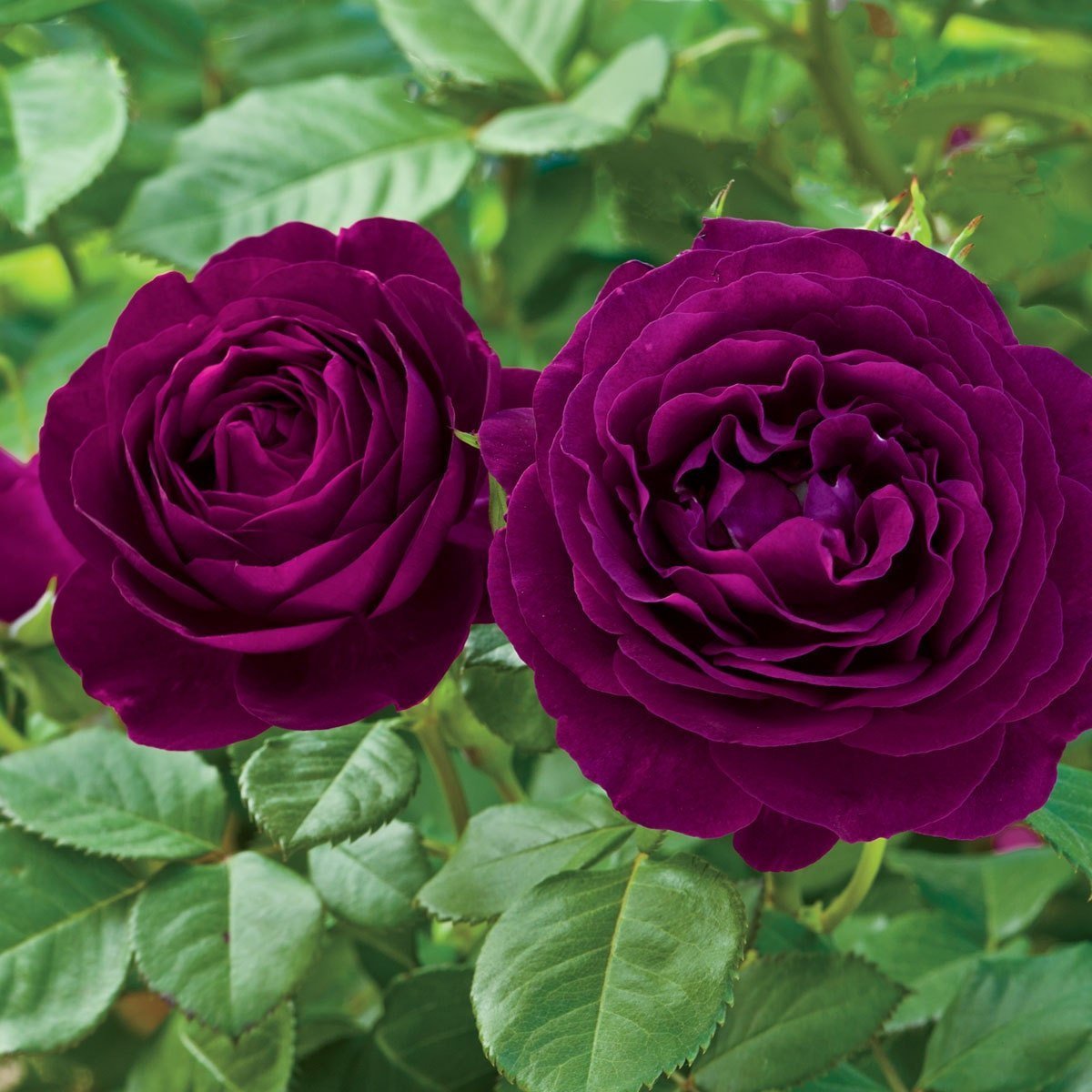 Красивые названия роз. Твайлайт Зоун розы флорибунда.