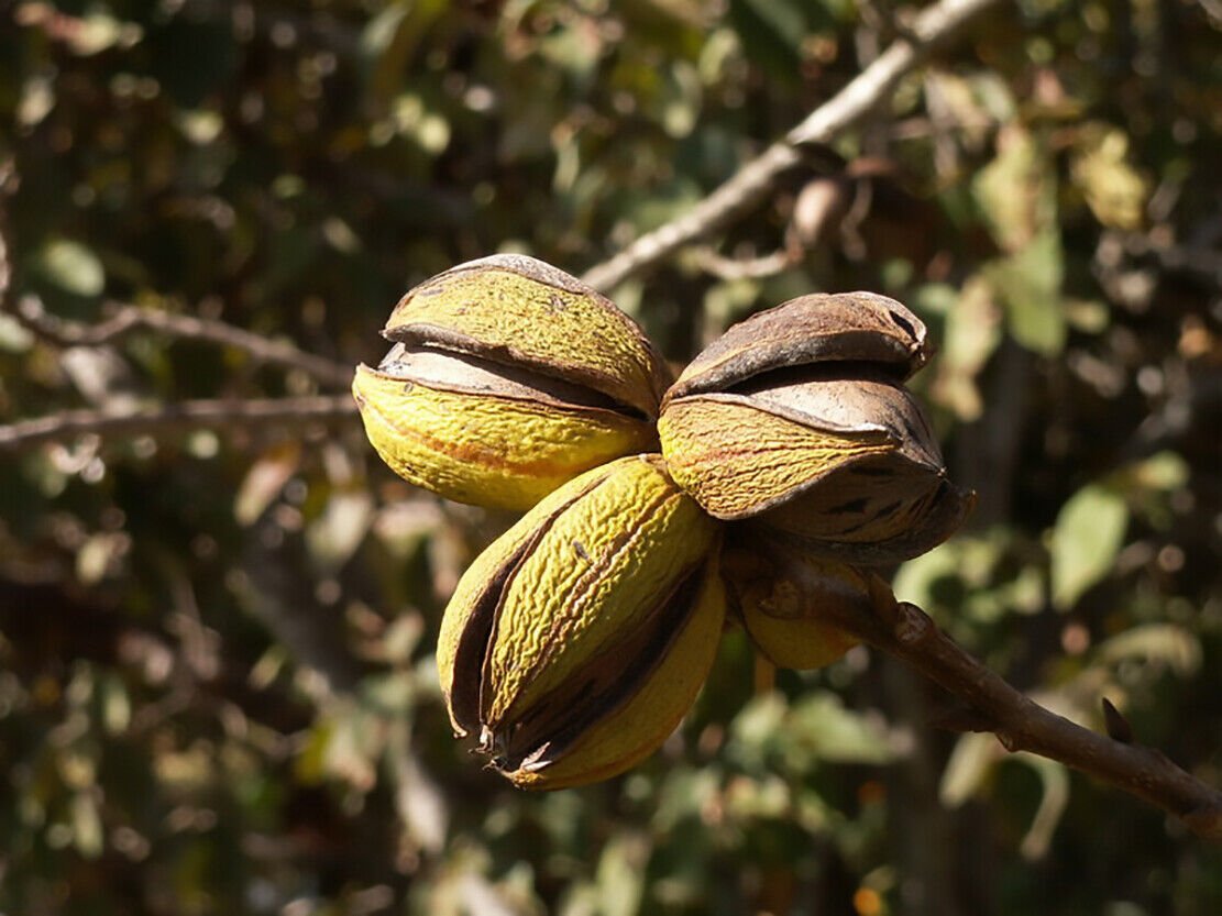 Экзотические орехи. Орех пекан (Carya ILLINOINENSIS) - плантация. Экзотические орехи пекан. Орех пекан дерево. Пекан кария иллинойская.