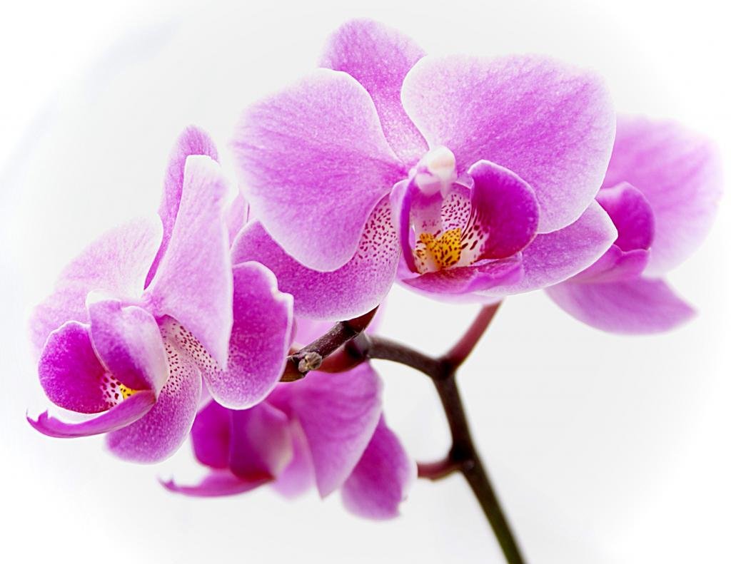 Цветочек орхидея. Орхидея Мальва фаленопсис. Орхидея фаленопсис фиолетовая. Фаленопсис Pink Light. Фаленопсис сиреневый.