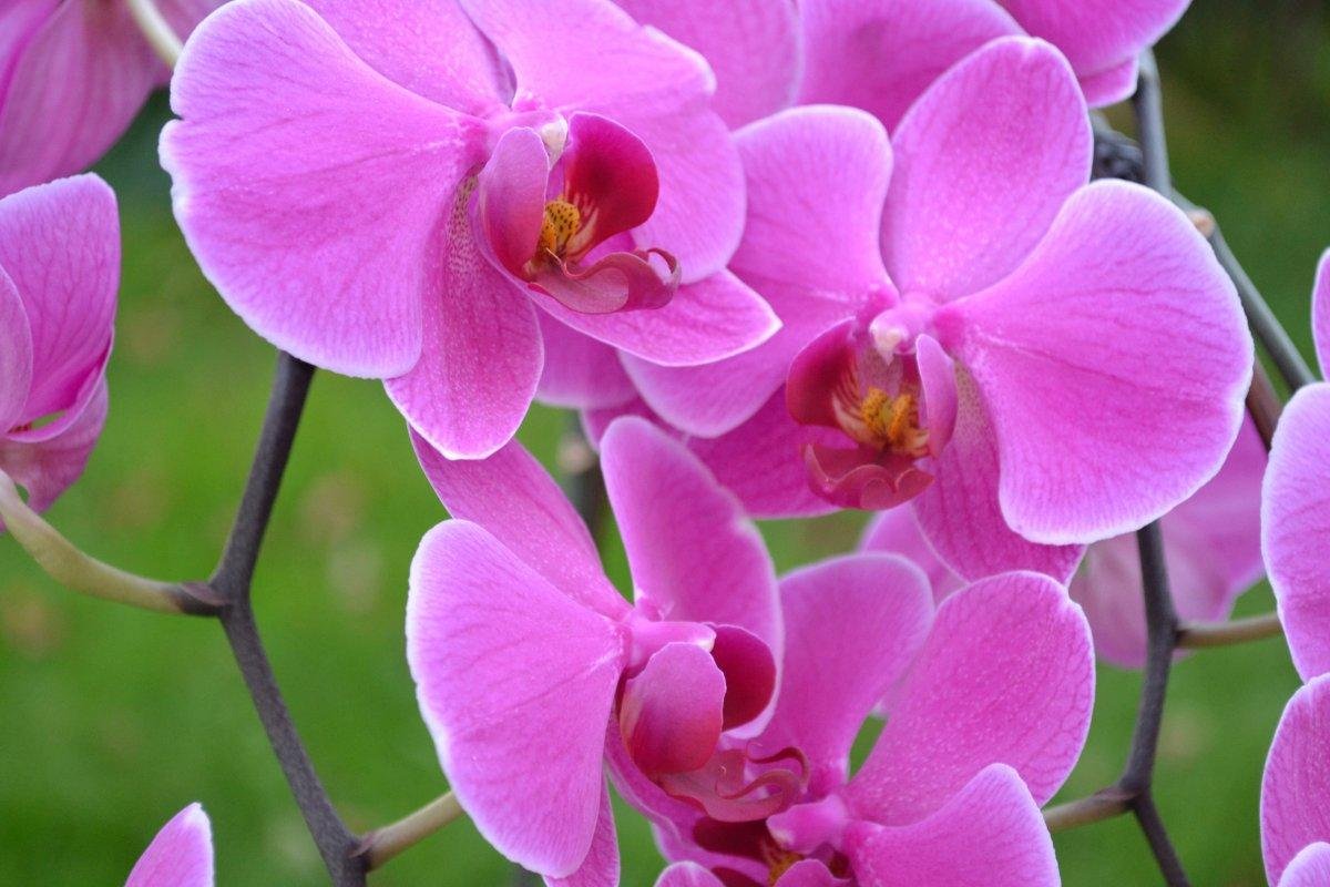 Фаленопсис Mosella. Орхидея фаленопсис Вишневая. Орхидея гуллари. Орхидея Пинк.