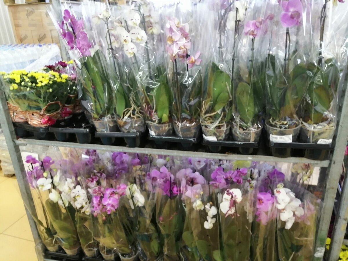 Купить орхидею в сочи. Орхидея фаленопсис светофор. Орхидея фаленопсис магнит. Орхидея в цветочном магазине. Цветы на витрине.