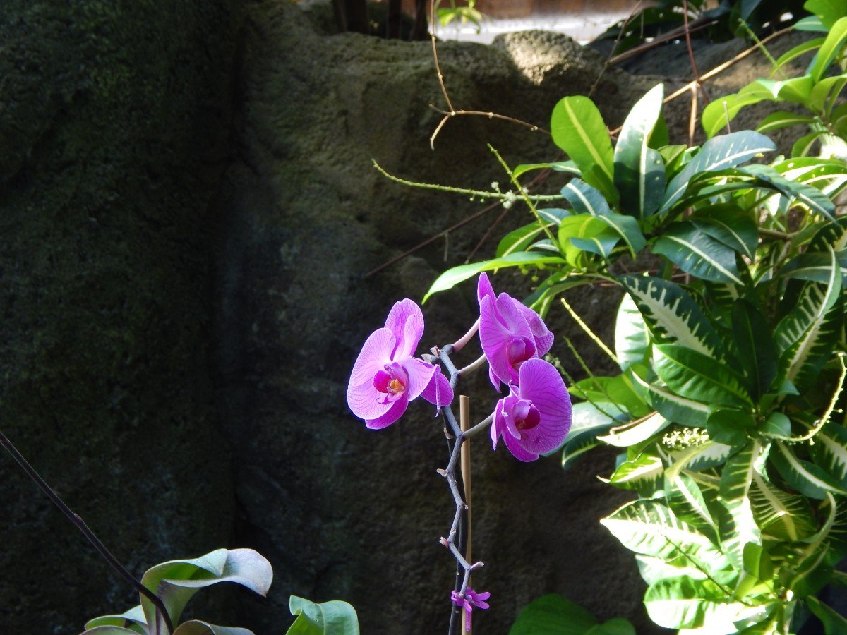 Как растут орхидеи в дикой. Орхидея эпифит. Фаленопсис эпифит. Орхидея фаленопсис в дикой природе.