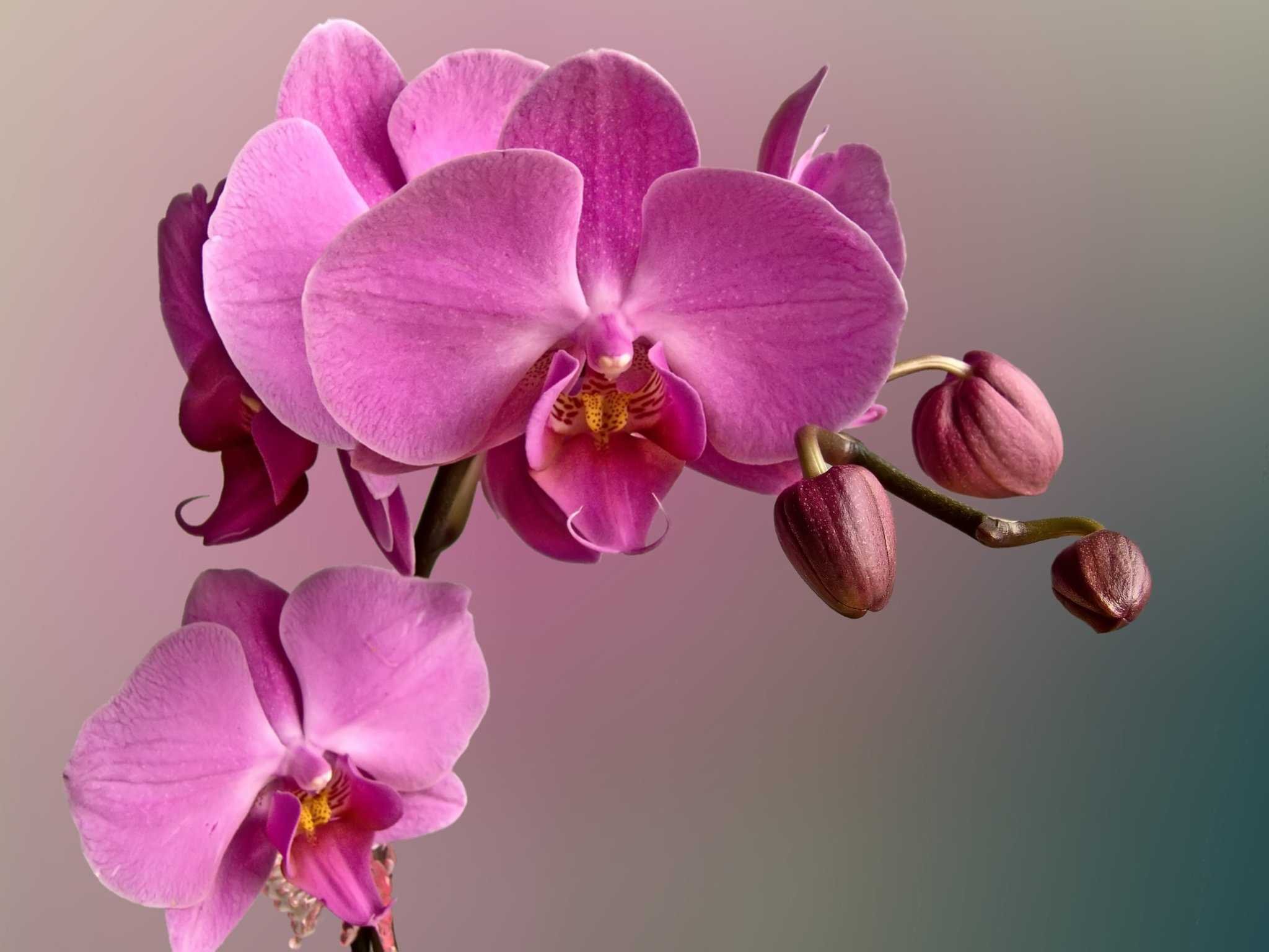 Цветочек орхидея. Фаленопсис Паваротти. Пиниф Орхидея. Пиниф Орхидея фаленопсис. Орхидея фаленопсис Менкар.