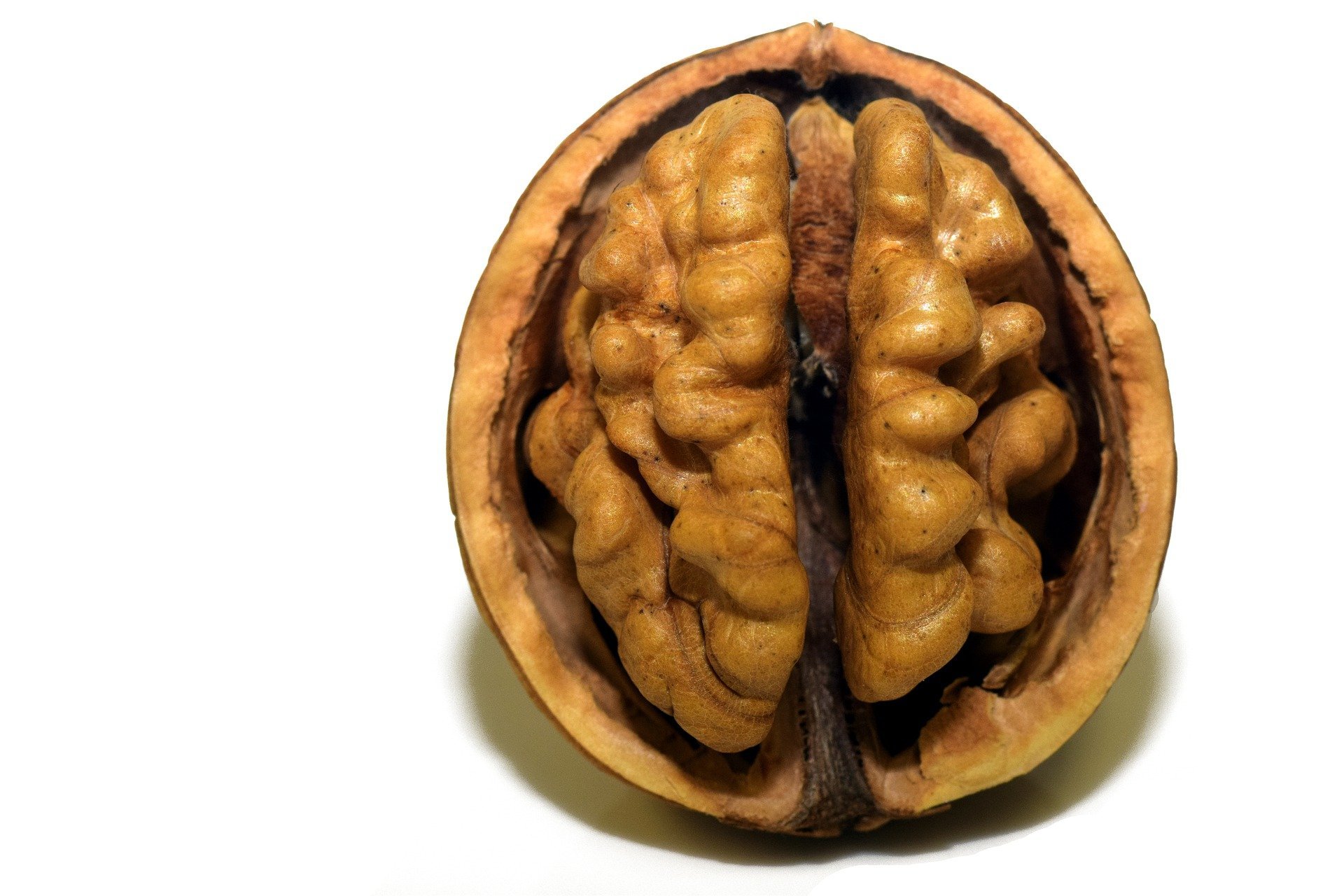 Орех грецкий. Грецкий орех и мозг. Грецкий орех в разрезе. Орехи для мозга.
