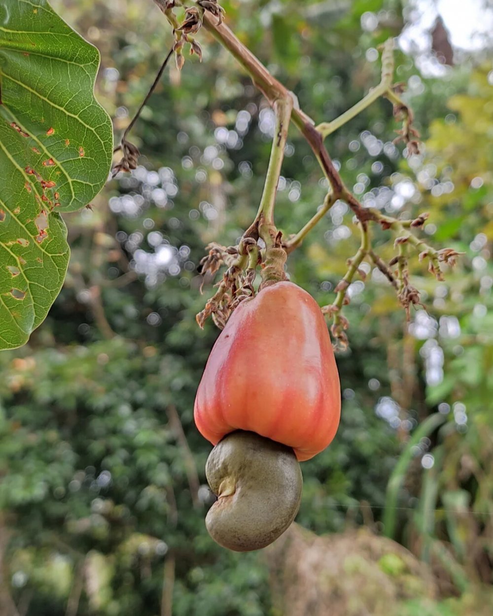Индийский орех 5. Плод кешью. Кешью дерево плоды. Орех кешью растение. Какирастет кешью.