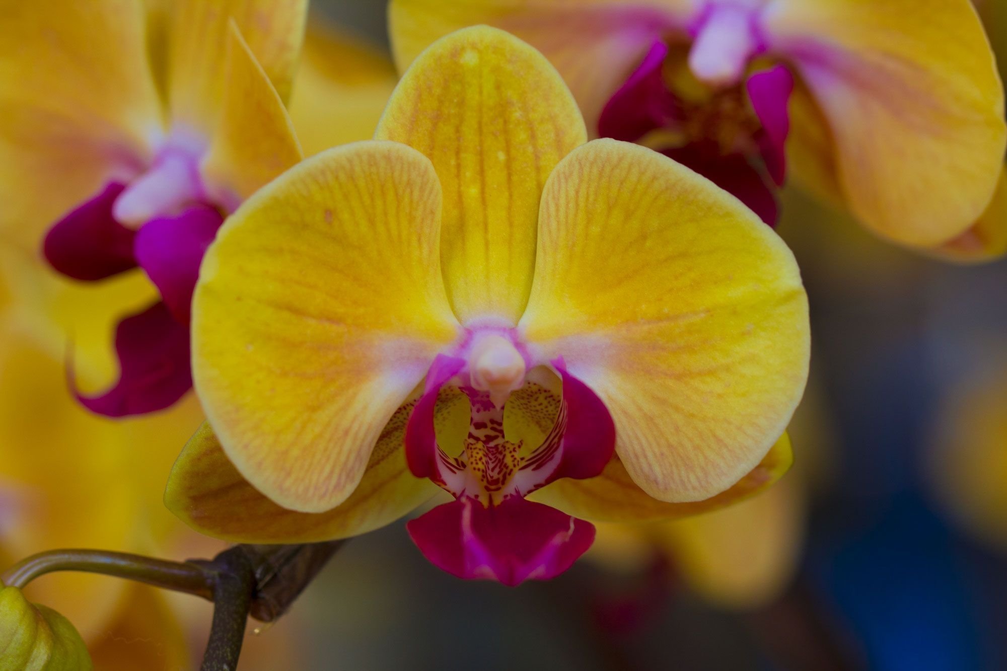 Красно желтая орхидея. Фаленопсис Еллоу. Фаленопсис манго. Фаленопсис Еллоу Амбрелла. Жёлтая Орхидея фаленопсис.