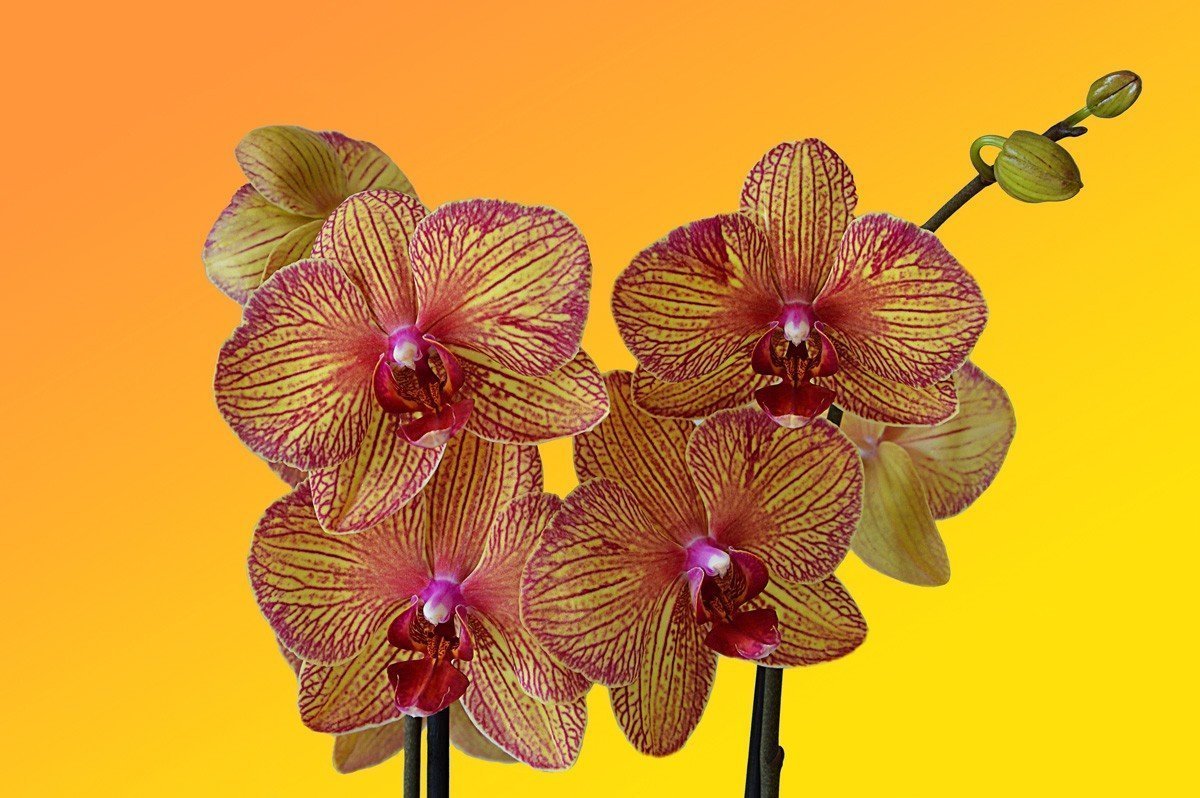 Красно желтая орхидея. Фаленопсис "Tropic Picotee". Фаленопсис мультифлора Колибри. Фаленопсис Еллоу. Жёлтая Орхидея фаленопсис.