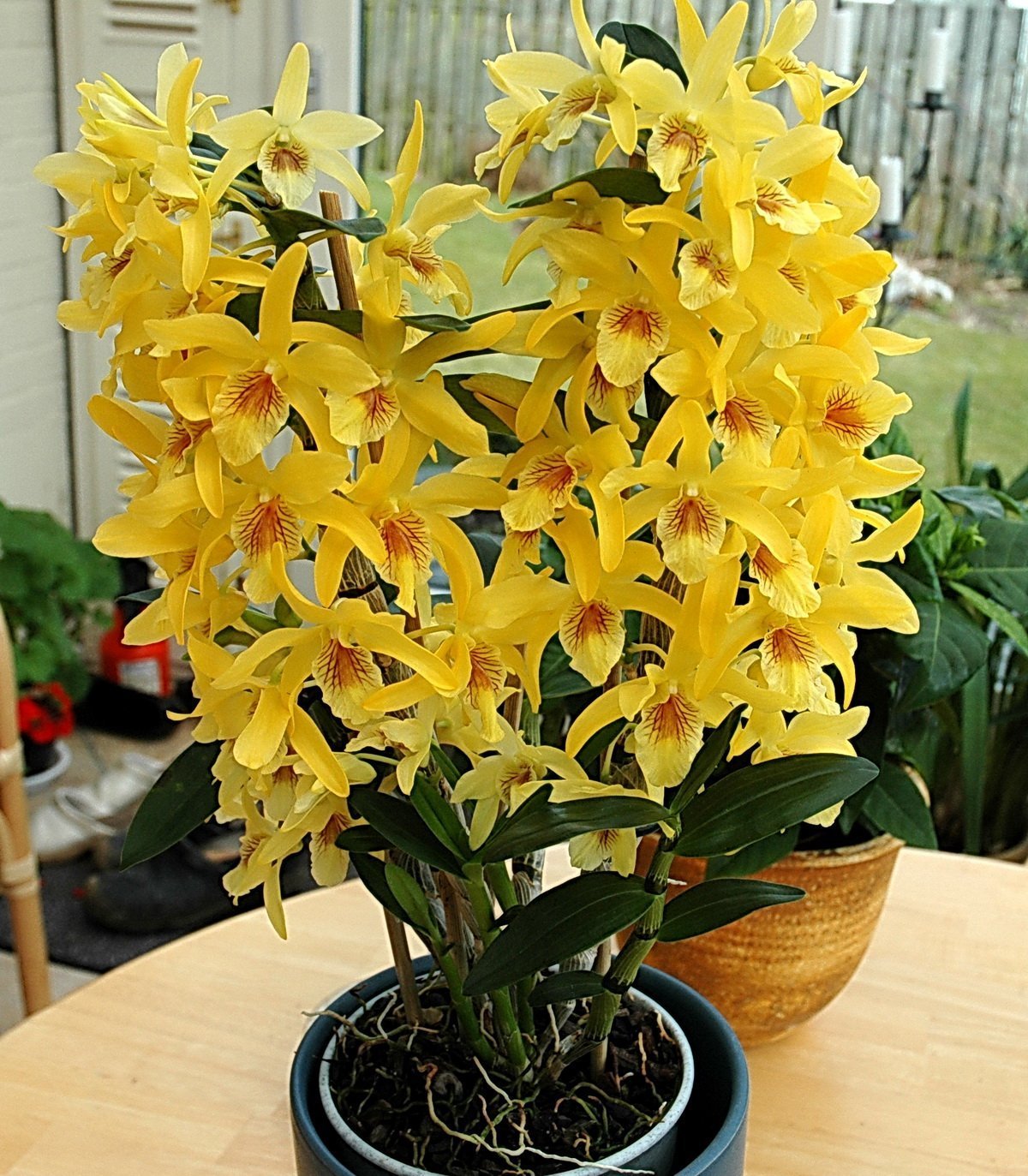 Орхидея д