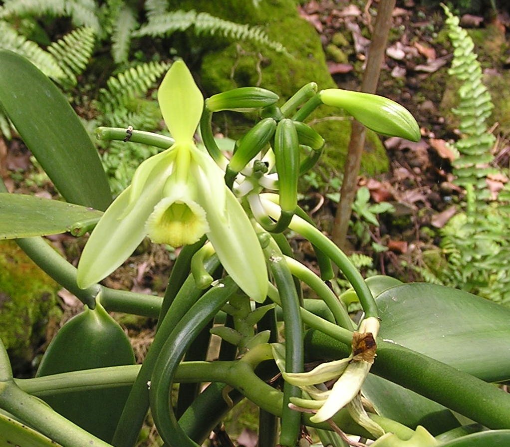 Орхидея ваниль плосколистная. Орхидея ваниль вариегатная. Орхидея Ванилла планифолия. Ванили плосколистной (Vanilla planifolia).