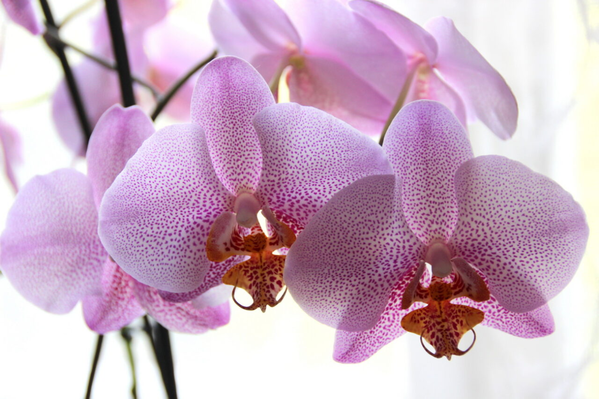 Орхидея фаленопсис Менкар. Фаленопсис Mirach. Shanghai Орхидея фаленопсис.
