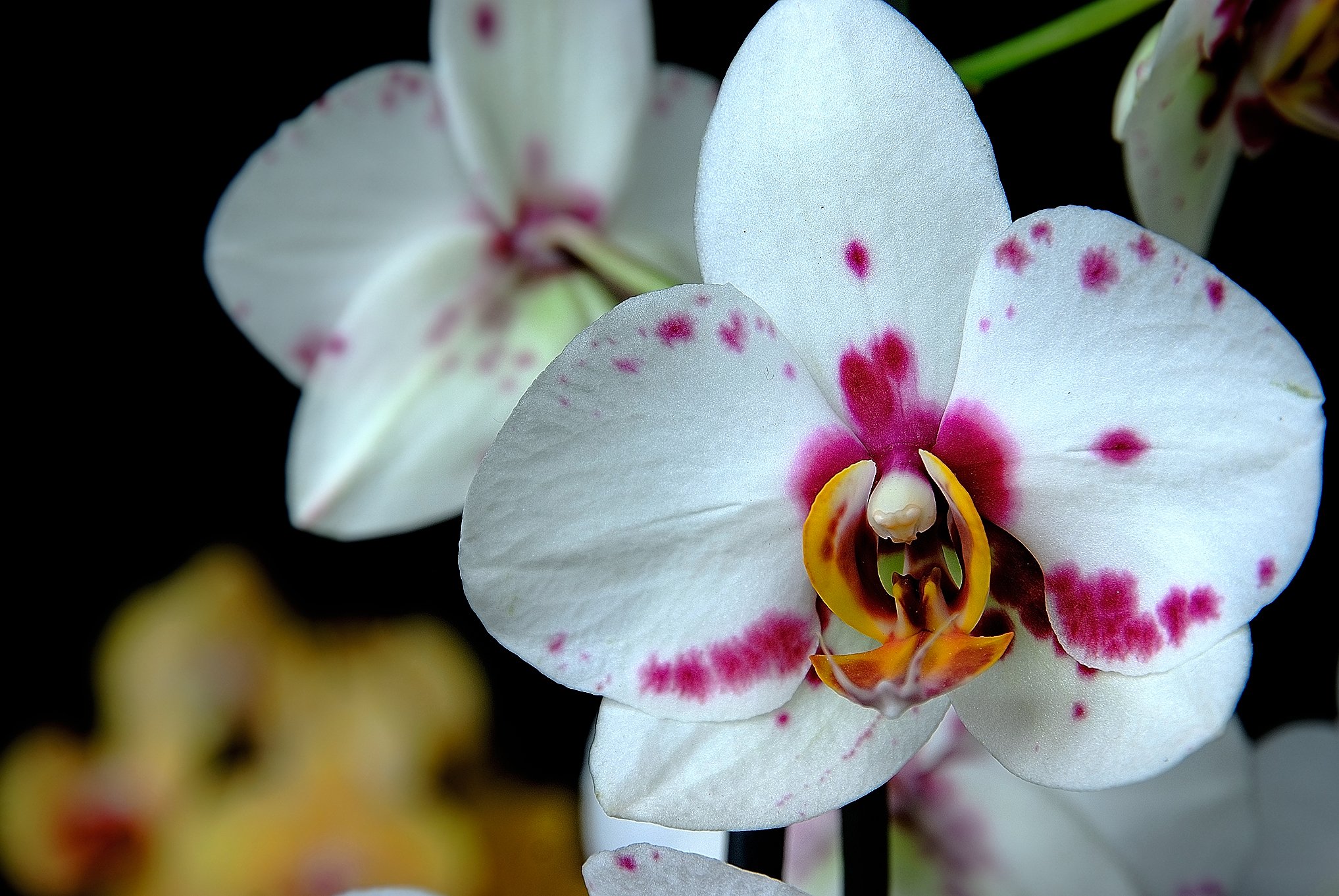Орхидея фаленопсис. Орхидея Phalaenopsis. Фаленопсис Sizzini. Фаленопсис Шанелла.