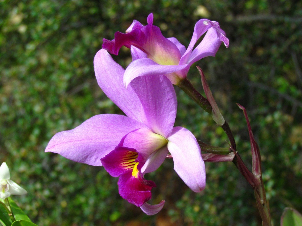 Орхидея фаленопсис фуксия. Орхидные (подсемейство). Фаленопсис в дикой природе. Орхидные Дикие растения.