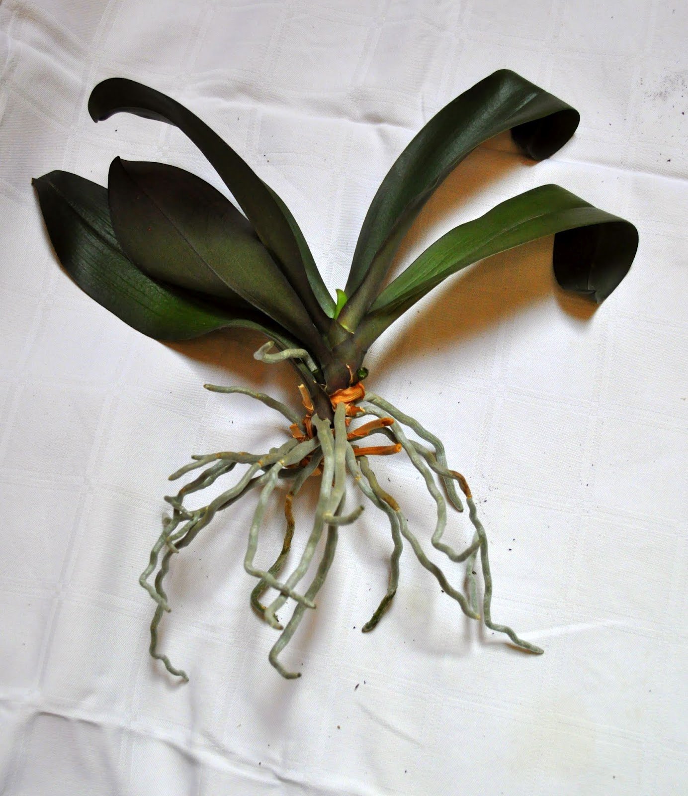 Пересадка орхидей фото