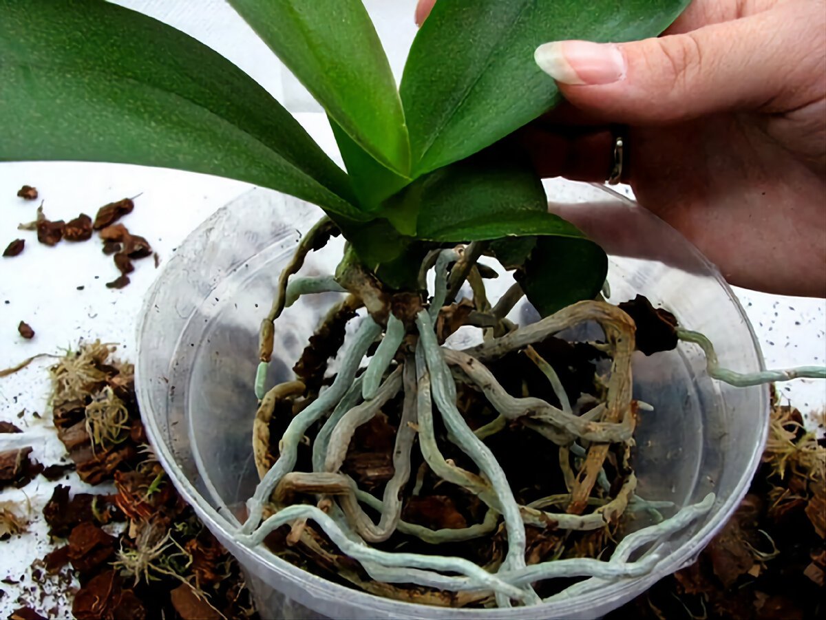Орхидея фаленопсис корни. Пересадка орхидеи фаленопсис. Фузариоз орхидей. Омолодить орхидею фаленопсис.