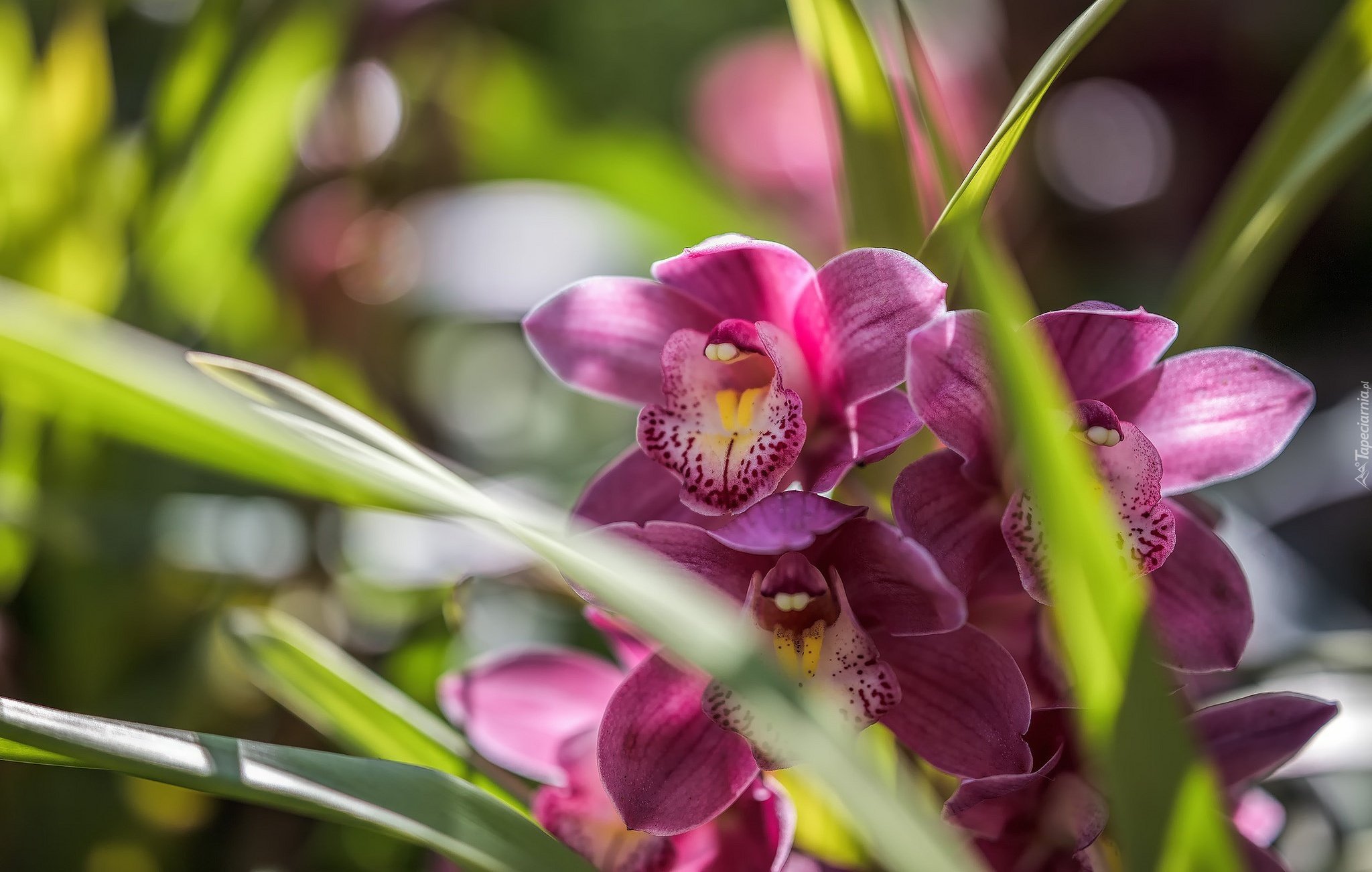 Орхидея Цимбидиум. Орхидея Цимбидиум сиреневая. Орхидея Лемонграсс.