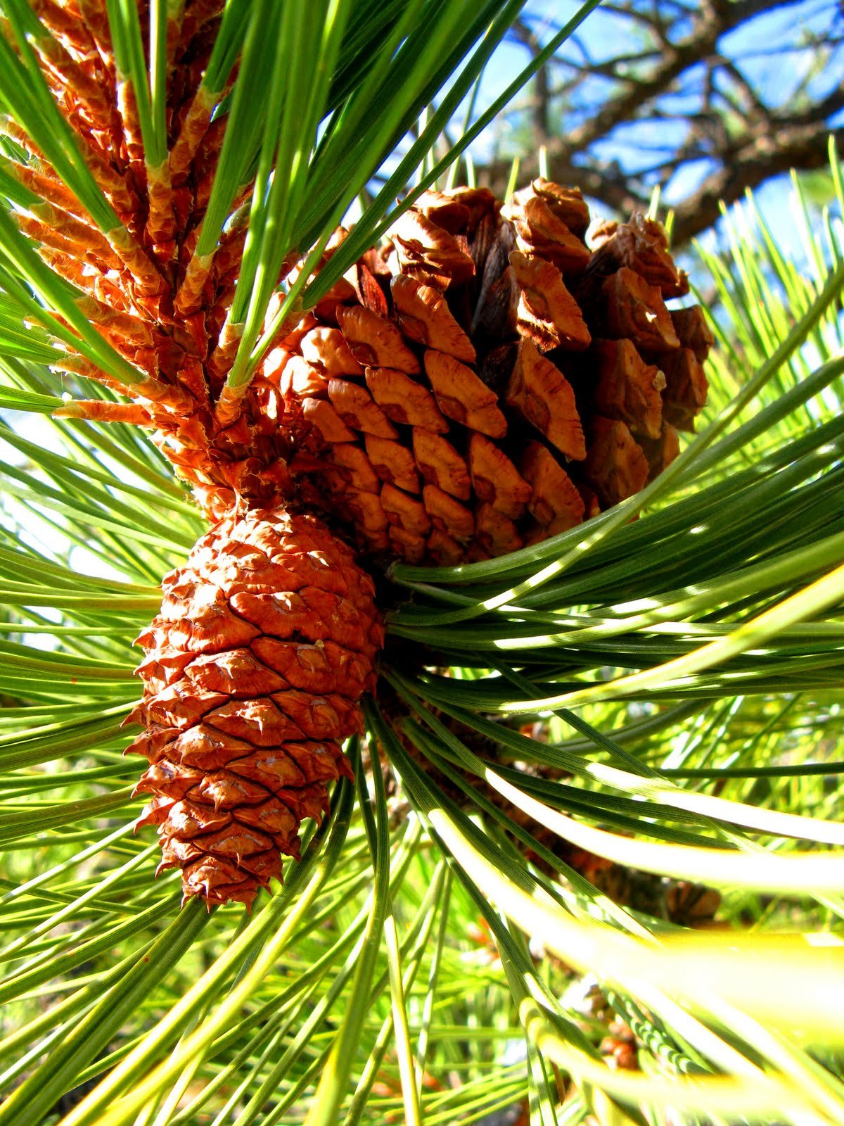 Сибирский кедр плоды. Пинии кедровые орехи. Pinus Ponderosa хвоя. Кедр Сибирский орехи. Как называется дерево семена которого кедровые орехи