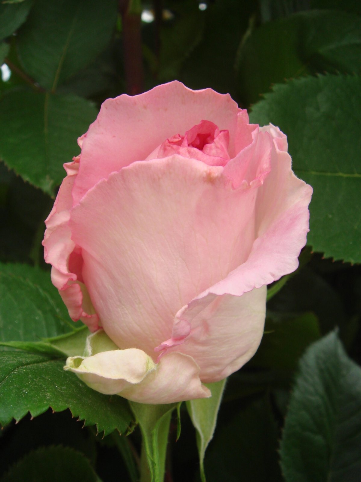 Сорт розы Малибу.