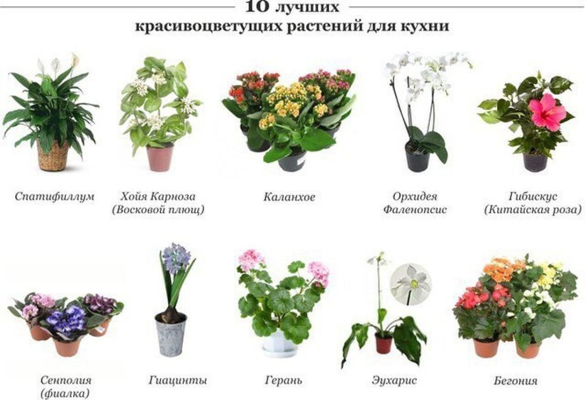 Рейтинг комнатных растений