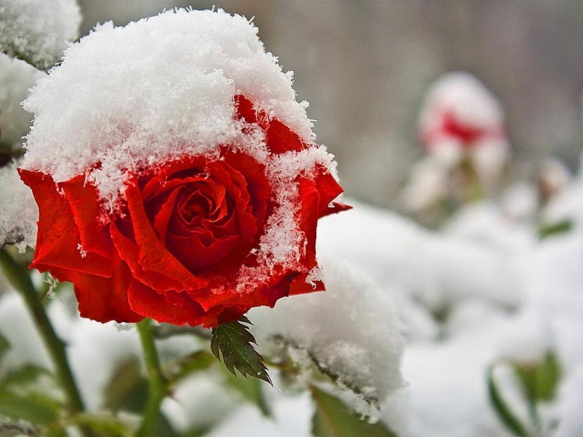 Картинки цветов в снегу. Цветы в снегу. Розы на снегу. Цветы под снегом. Розы зимой.