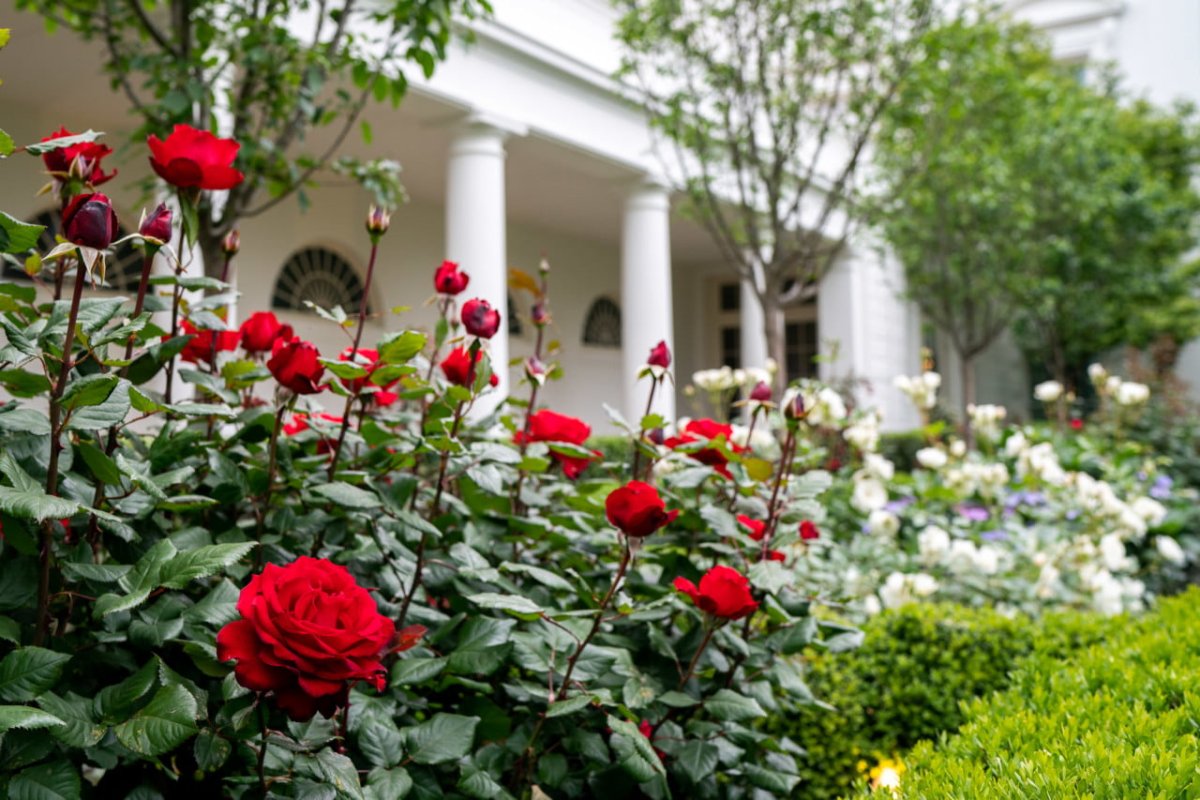 Розовый сад в белом доме США. Rose Garden White House. Твой сад розы