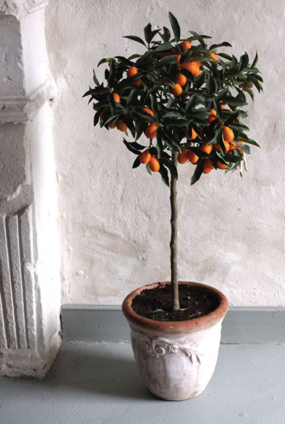 Каламондин (цитрофортунелла) апельсин. Кумкват бонсай. Кумкват растение. Кумкват дерево. Карликовая хурма