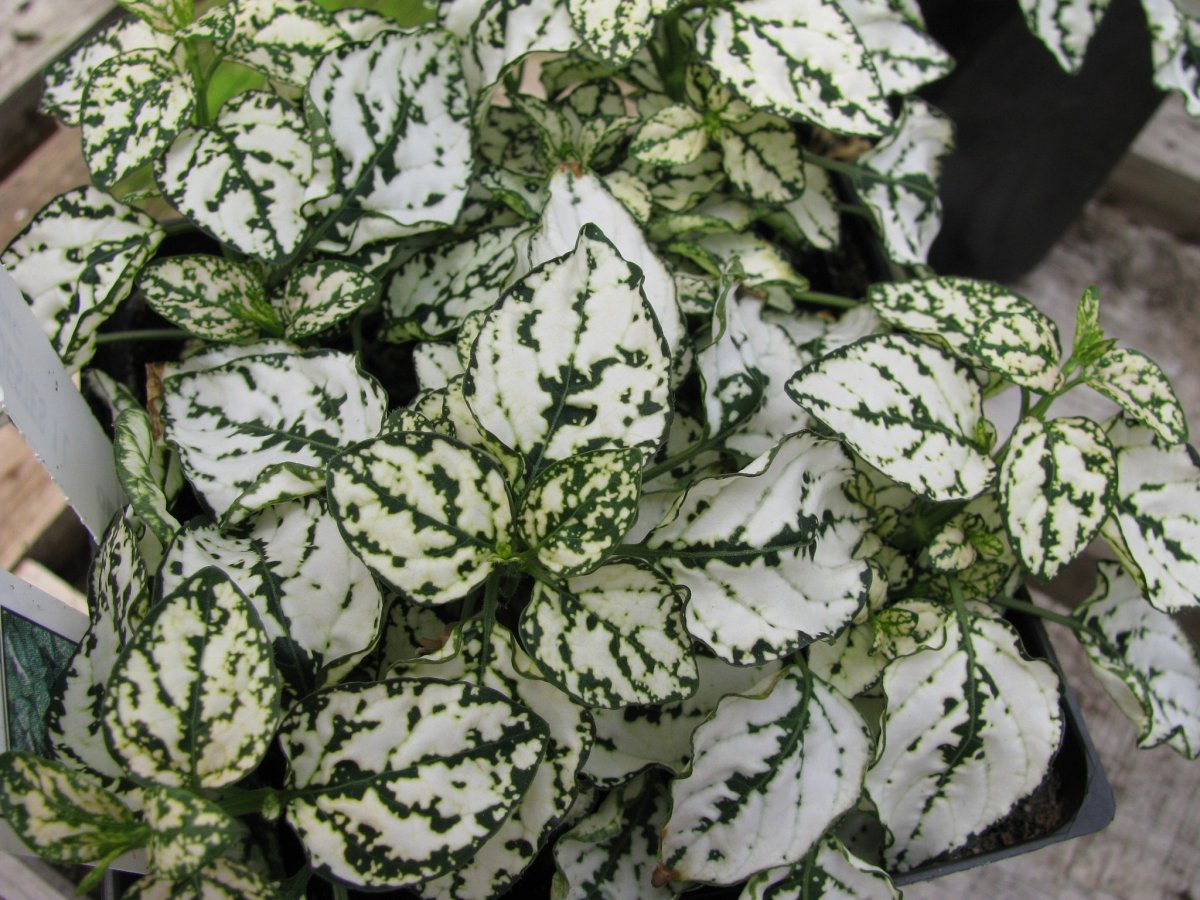 Пестрое комнатное растение. Гипоэстес аглаонема. Гипоэстес листоколосниковый. Гипоэстес белый. Гипоэстес пятнистый.