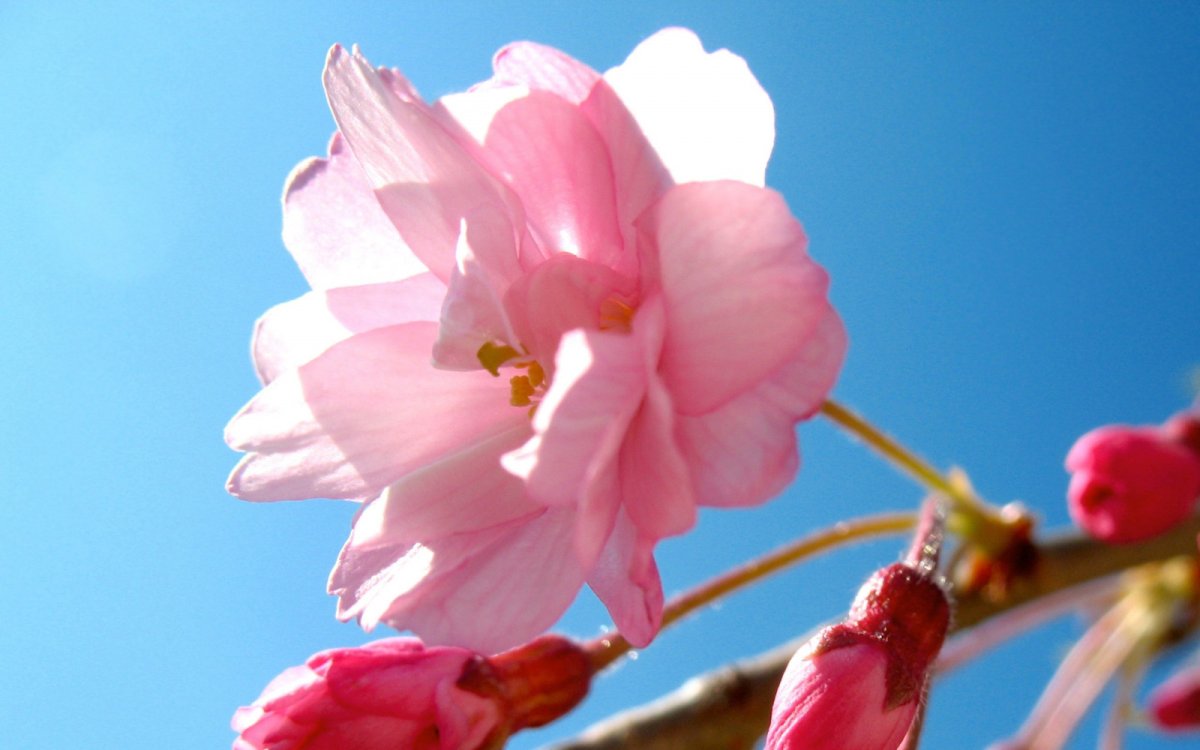 Расцветающая Сакура Сакура. Розовые цветы. Бутон сакуры