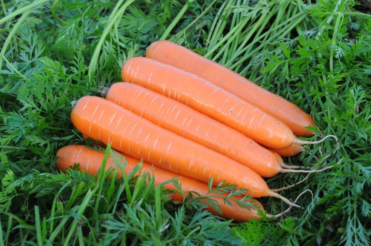 Какая морковь сладкая. Морковь Тинга f1. Морковь Вильморин. Позднеспелые сорта моркови. Морковь Долянка.