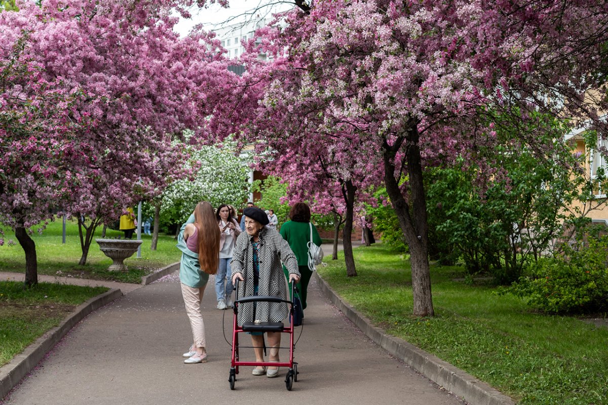Сад цветущей сакуры в москве