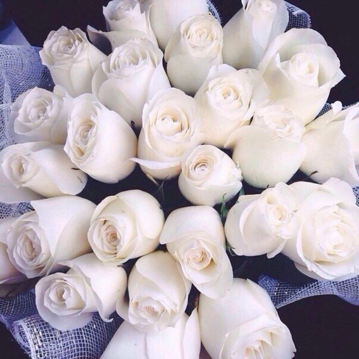 Белые розы смысл. Белые розы. Цветы белые розы. Красивые белые цветы. Букет белых роз.