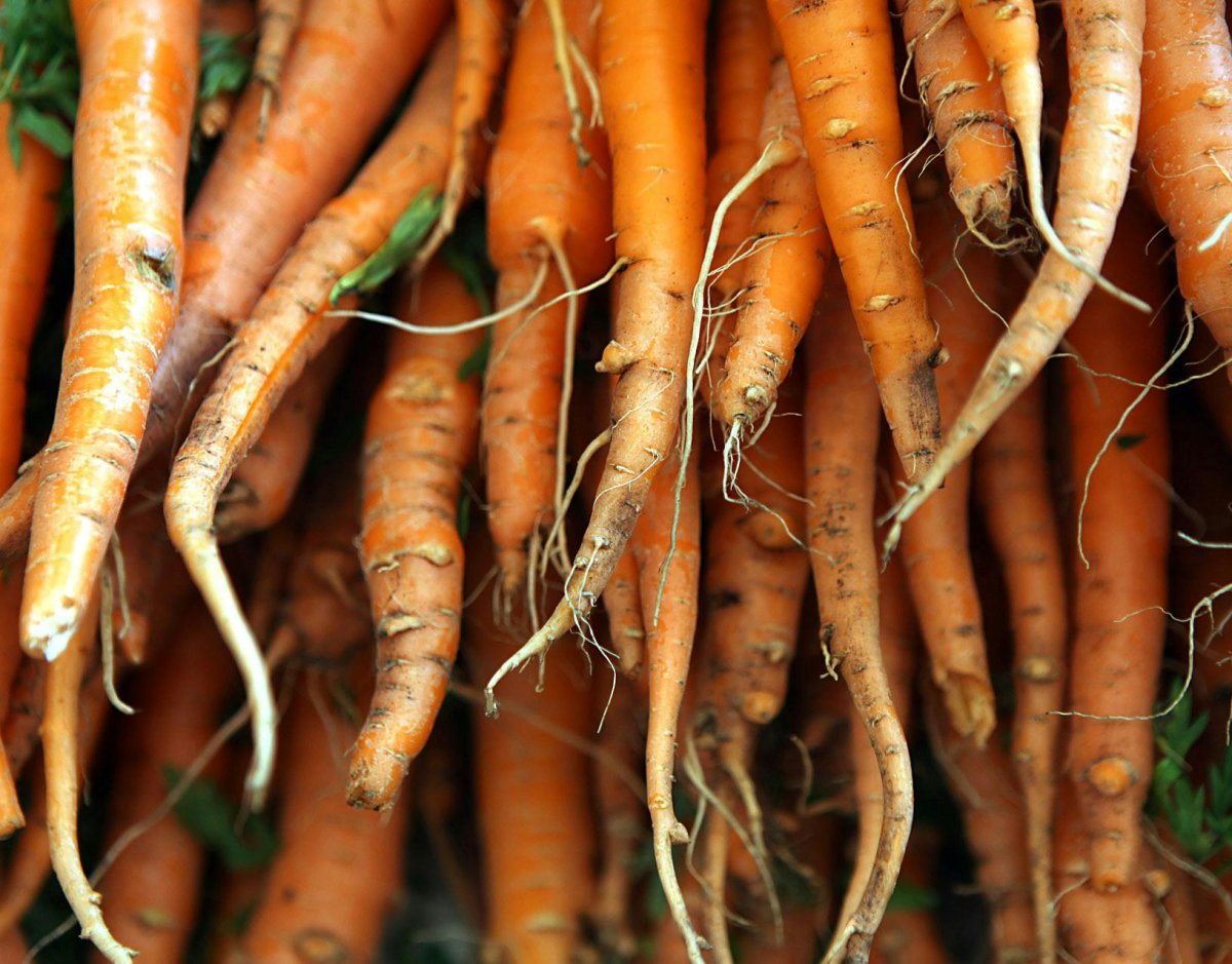 Морковь корневище