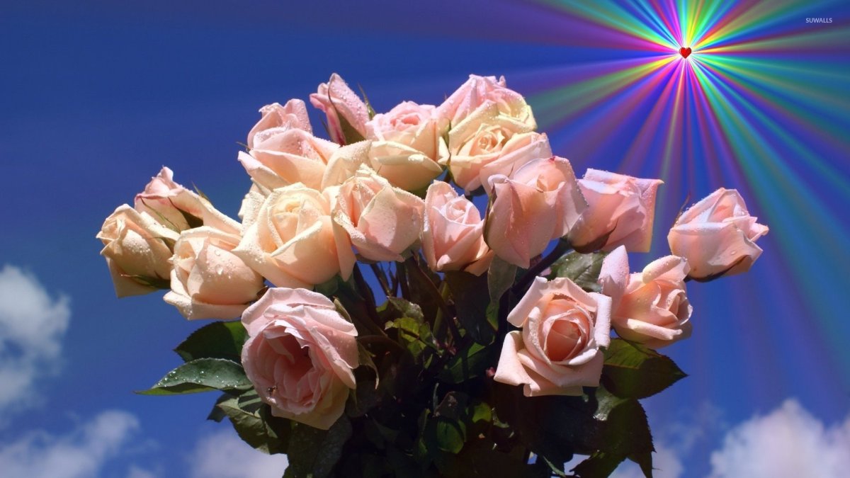 Песни розовый букет. Небесные розы. Розы в природе. Нежные розы. Розы небо солнце.