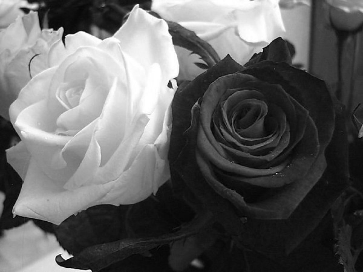 Цветы в черно белом цвете. Черное белое.