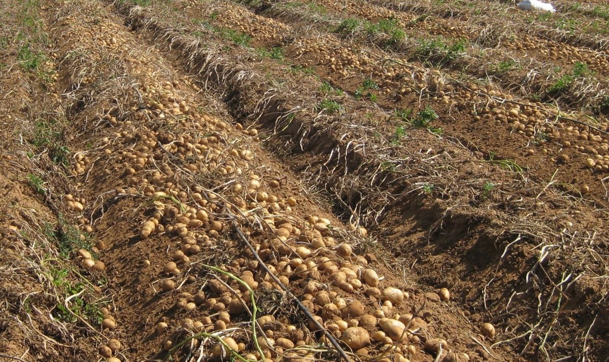 Урожай картофеля массой. Фертигация картофеля. Орошение картофеля урожайность. Урожайность картофеля на поливе. Длинный Урожайный картофель.