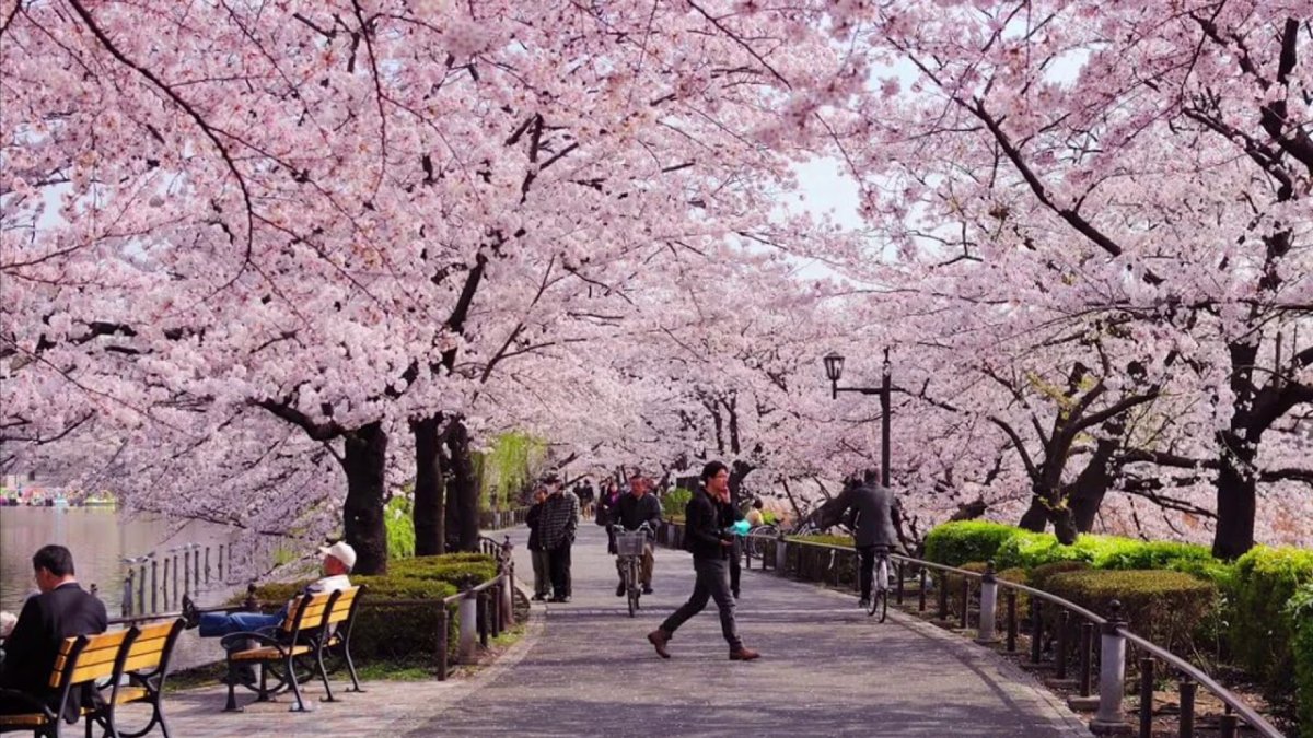 Уено. Парк Уэно в Токио. Сакура цветёт Уэно Токио. Парк Сакуры в Японии. Йокогама Япония цветение Сакуры.