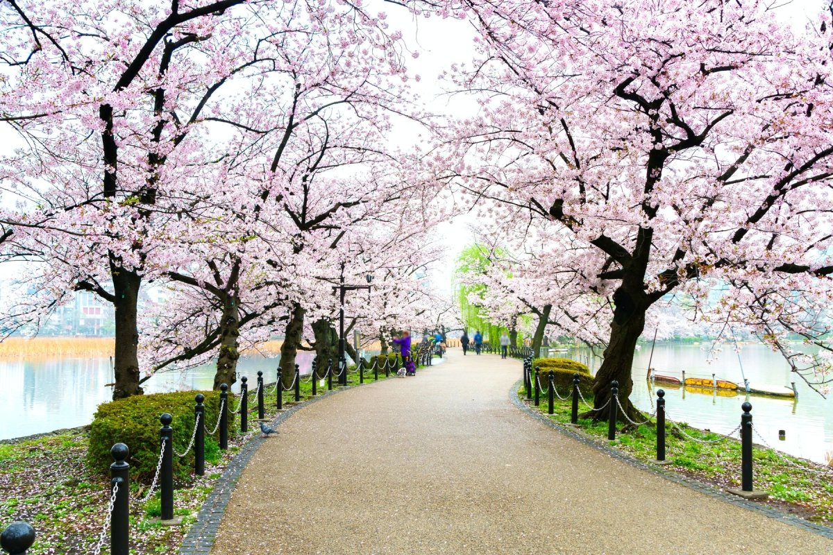 Уено. Парк Уэно в Токио. Парк Уэно Сакура. Токио Ханами сад Уэно. Уэно парк, Токио, Япония. Любоваться цветущей вишней.