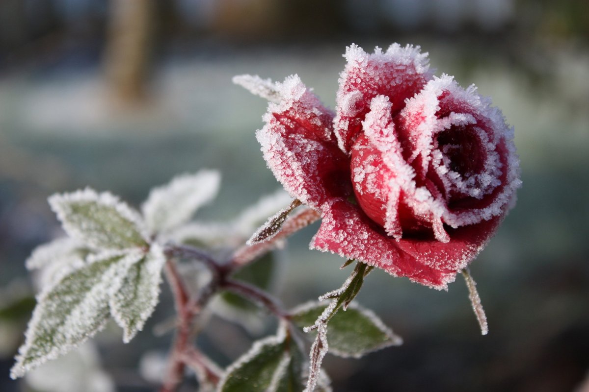 Цветок зима красивая. Замерзшие цветы. Зимние цветы. Цветы в снегу.
