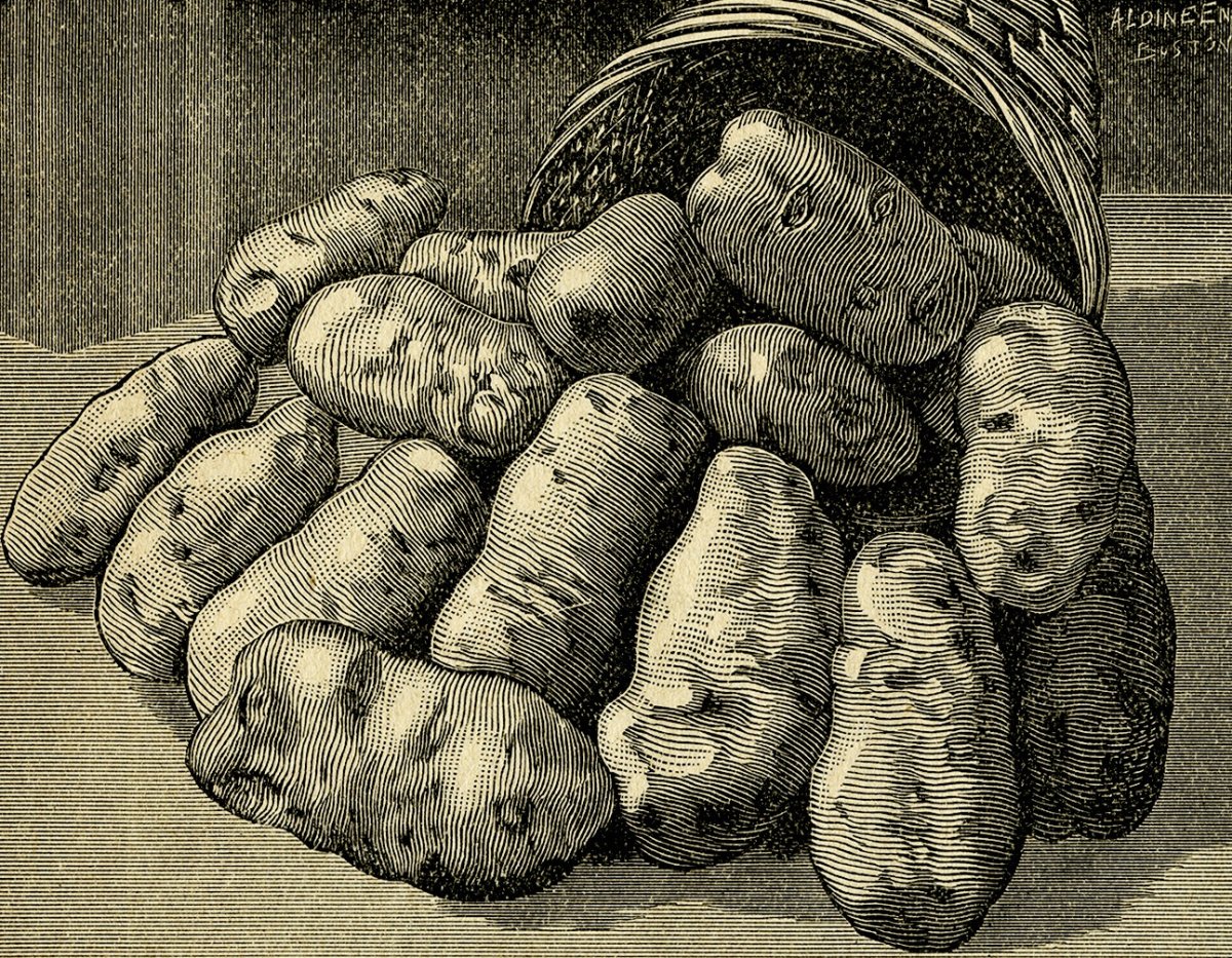 Картофель в темноте. Картофель 18 век. Картофель в России 18 век. Древний картофель. Первая картошка.
