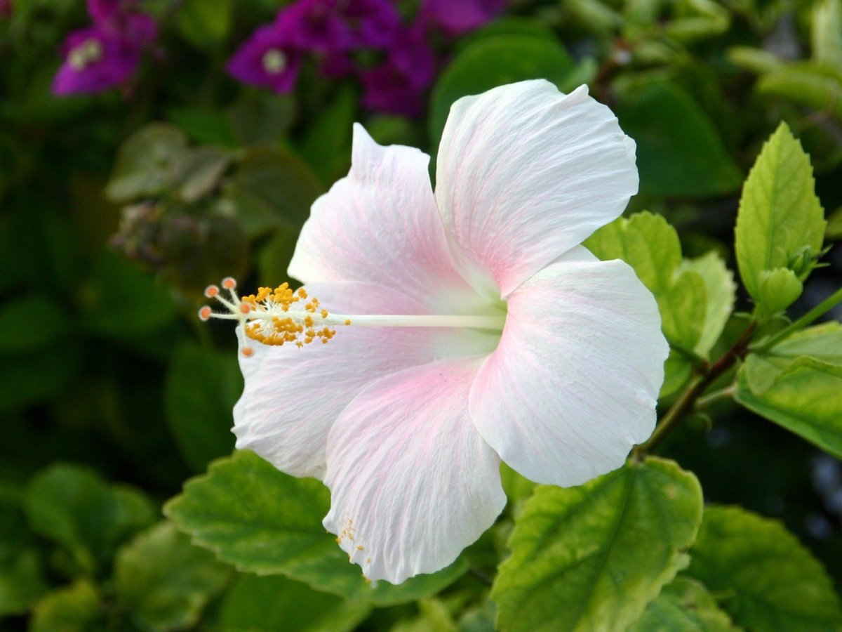 Родовое название китайской розы 8. Гибискус растение. Гибискус Арнотти. Гибискус белый. Гибискус Seminole Princess.