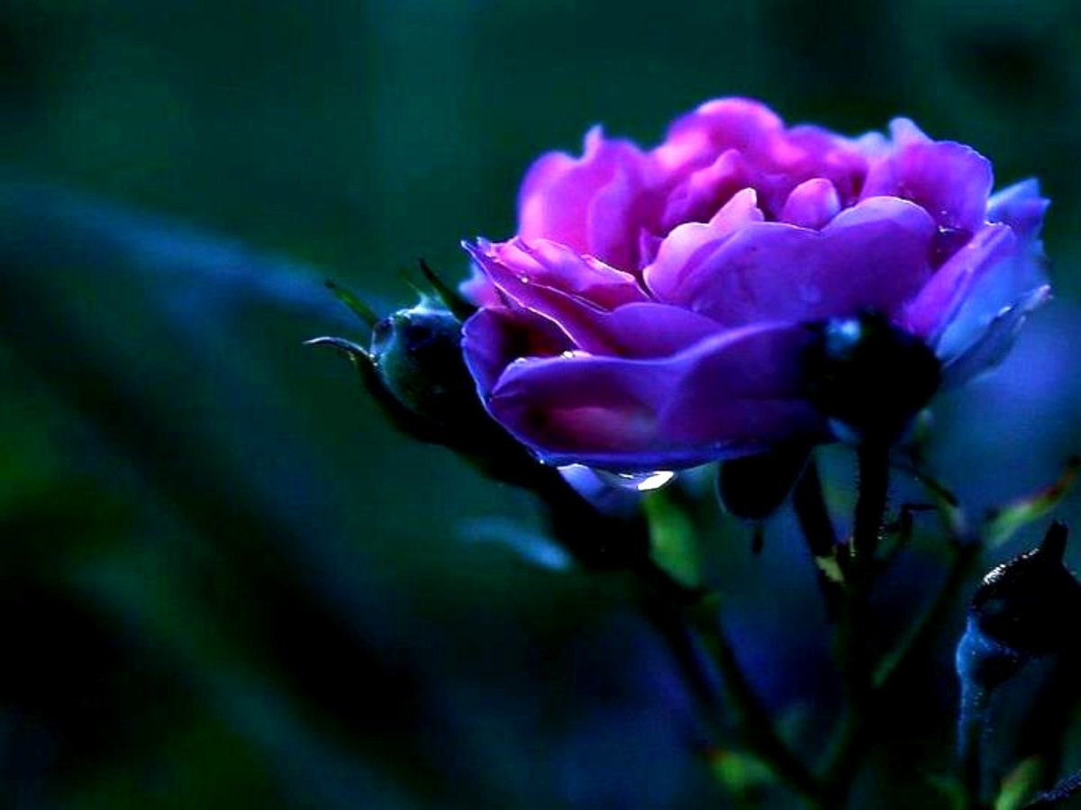 Лилово розовые цветы. Фиолетовый цвет. Сиреневые цветы.