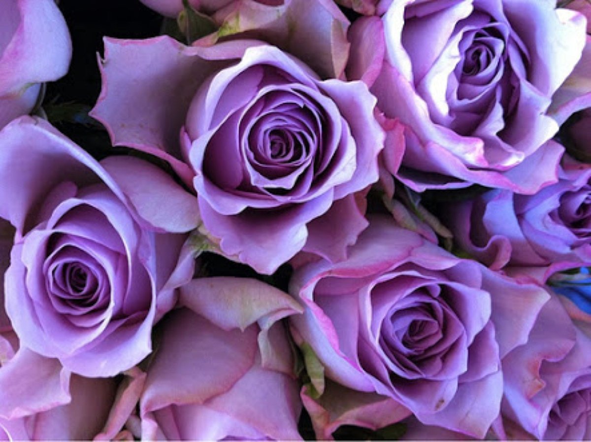 Розово фиолетовые картинки