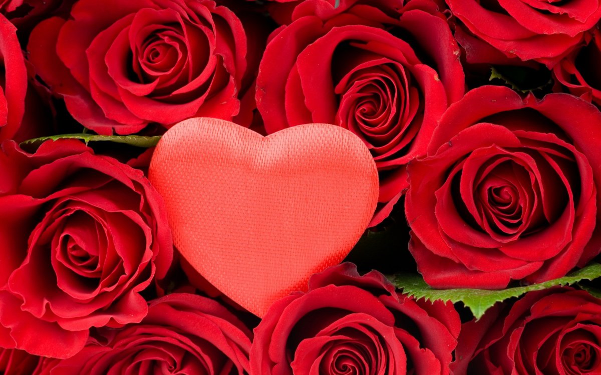 Красные розы. Розы в сердце. Цветы розы красные. Цветы сердечки.