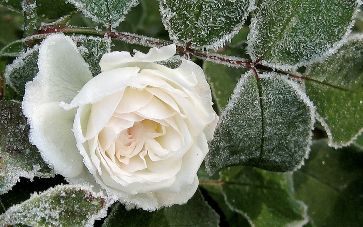 Снежная плесень на розах. Зимние цветы.