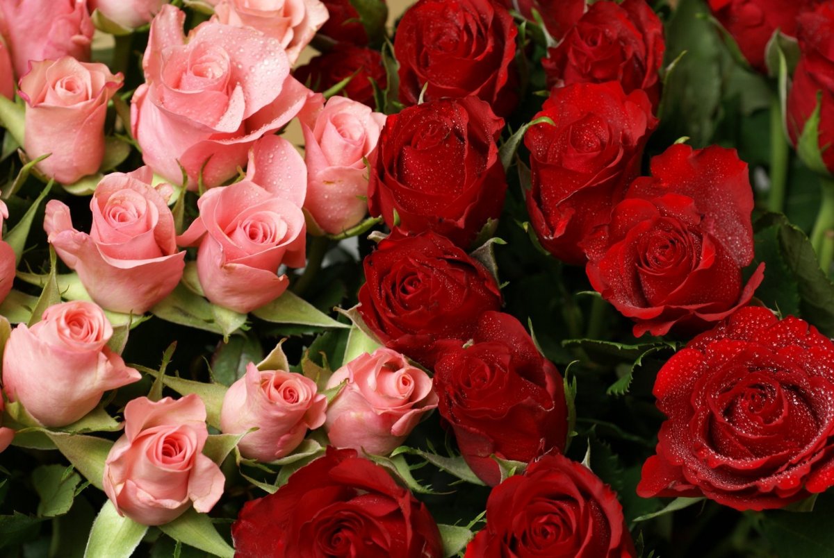 Красивые открытки для оли. Шикарные цветы. Роскошные розы. Букет роз. Красивый букет роз.
