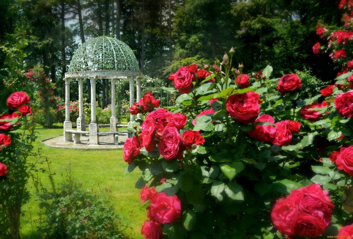 Твой сад розы. Розарий Петергофа. Аллея Гарден Роуз. Розарий в Ботаническом саду Москва. Ботанический сад Цицина розарий.