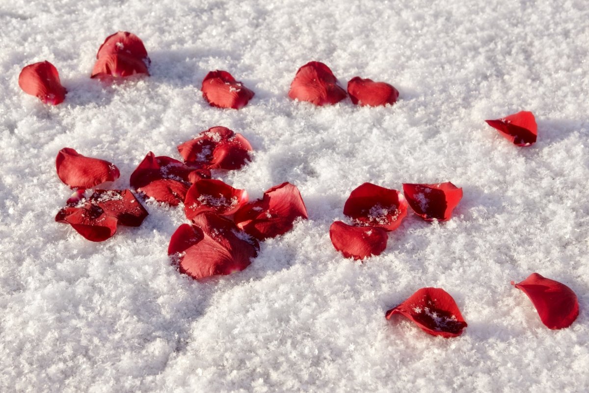 Красные цветы на снегу. Розы на снегу. Лепестки роз. Лепестки на снегу.